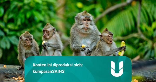 Apakah Hewan Bisa Berhitung?